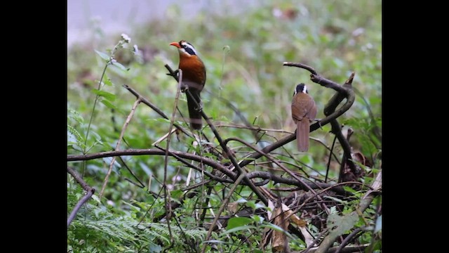 Black-crowned Scimitar-Babbler - ML626831461