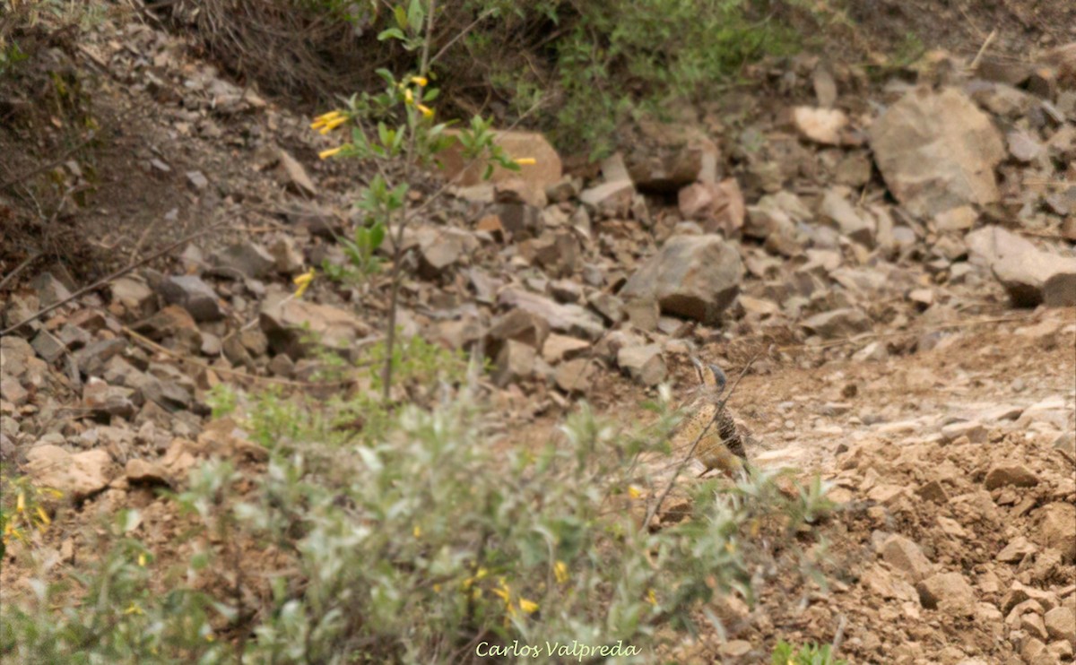 Andean Flicker - Carlos Valpreda