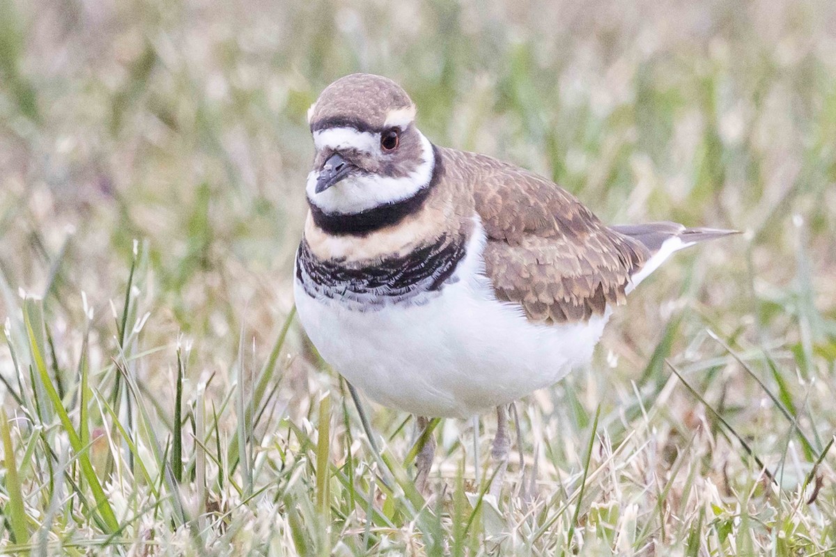 Killdeer - ML626831830