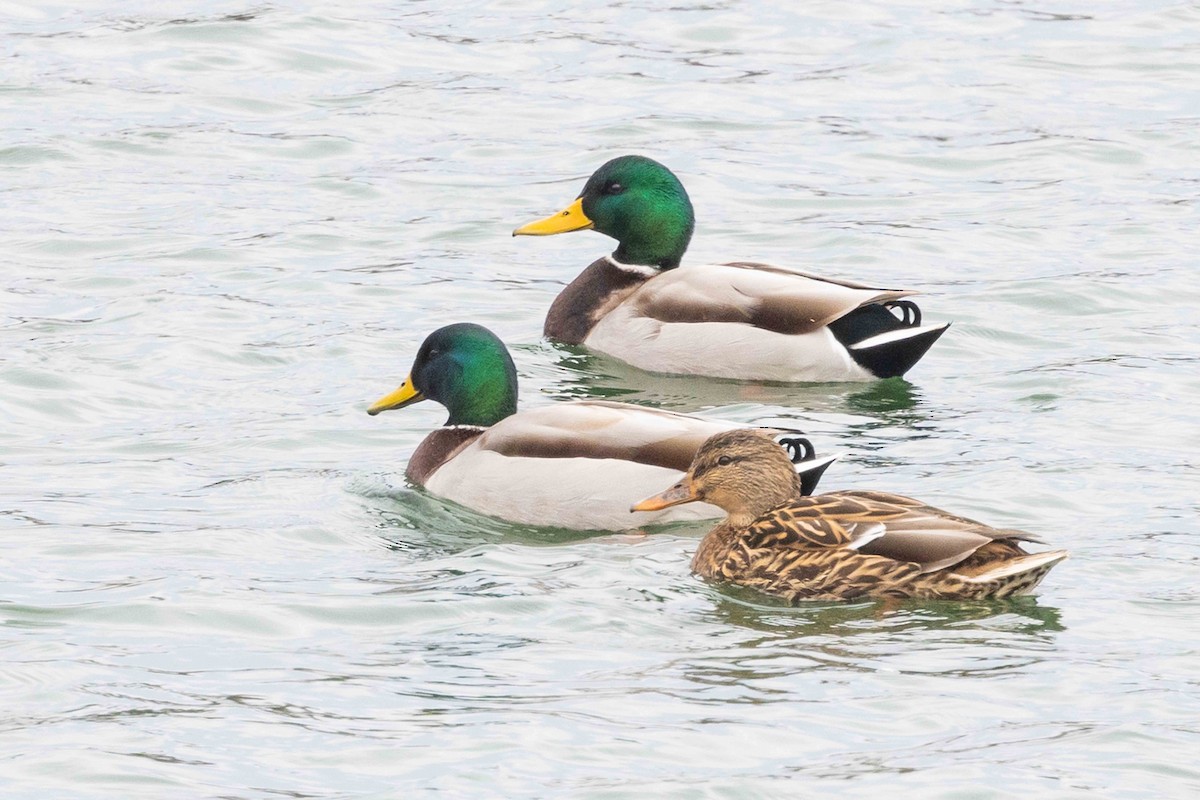 Mallard - ML626831862