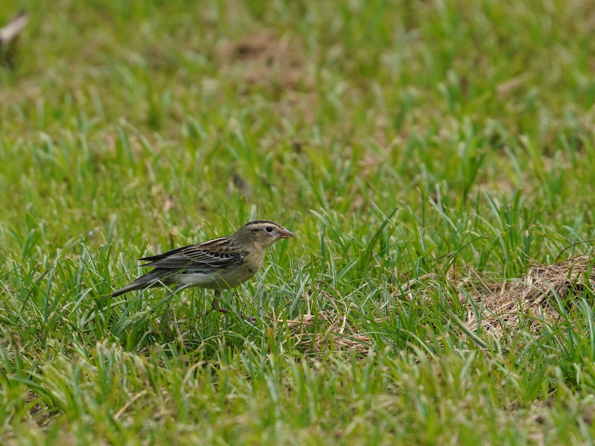 ボボリンク - ML626832080