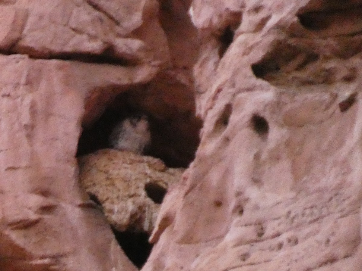 Prairie Falcon - ML626832135