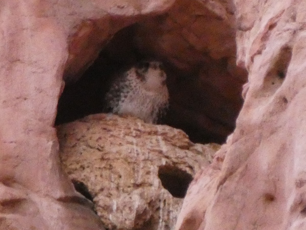 Prairie Falcon - ML626832136