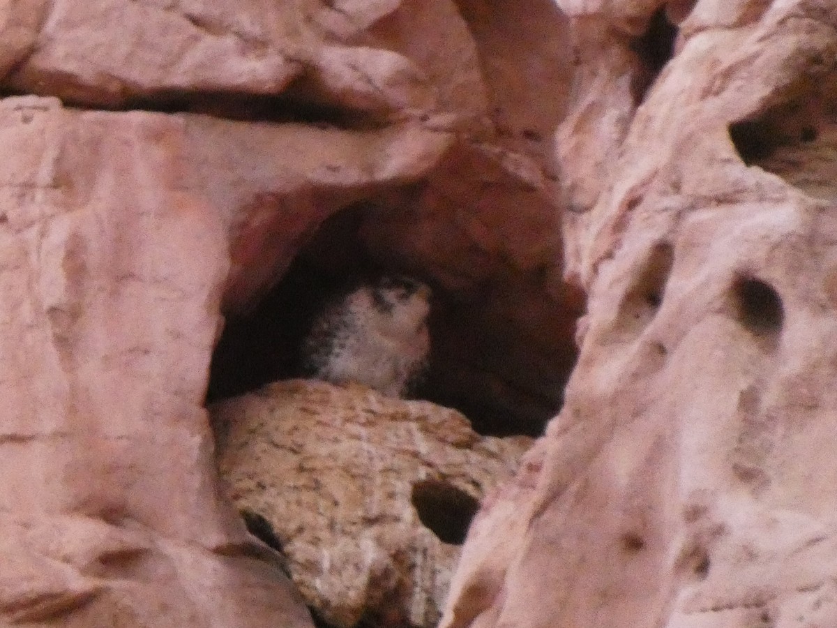 Prairie Falcon - ML626832137