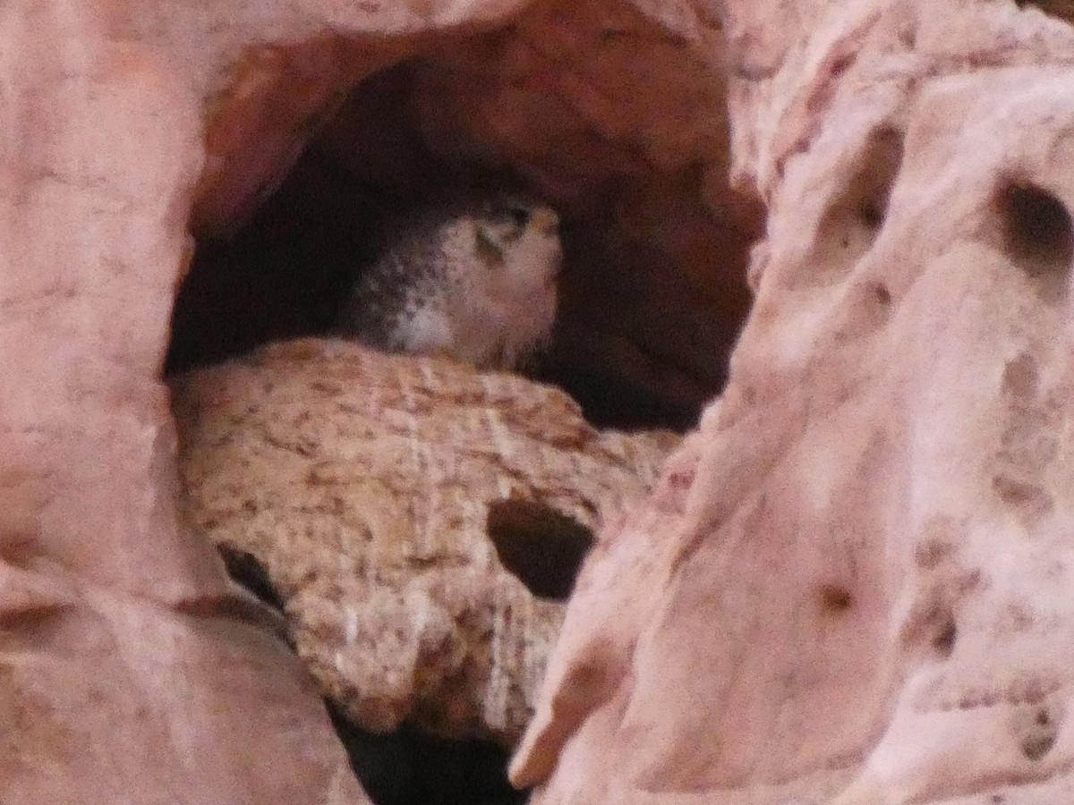 Prairie Falcon - ML626832138