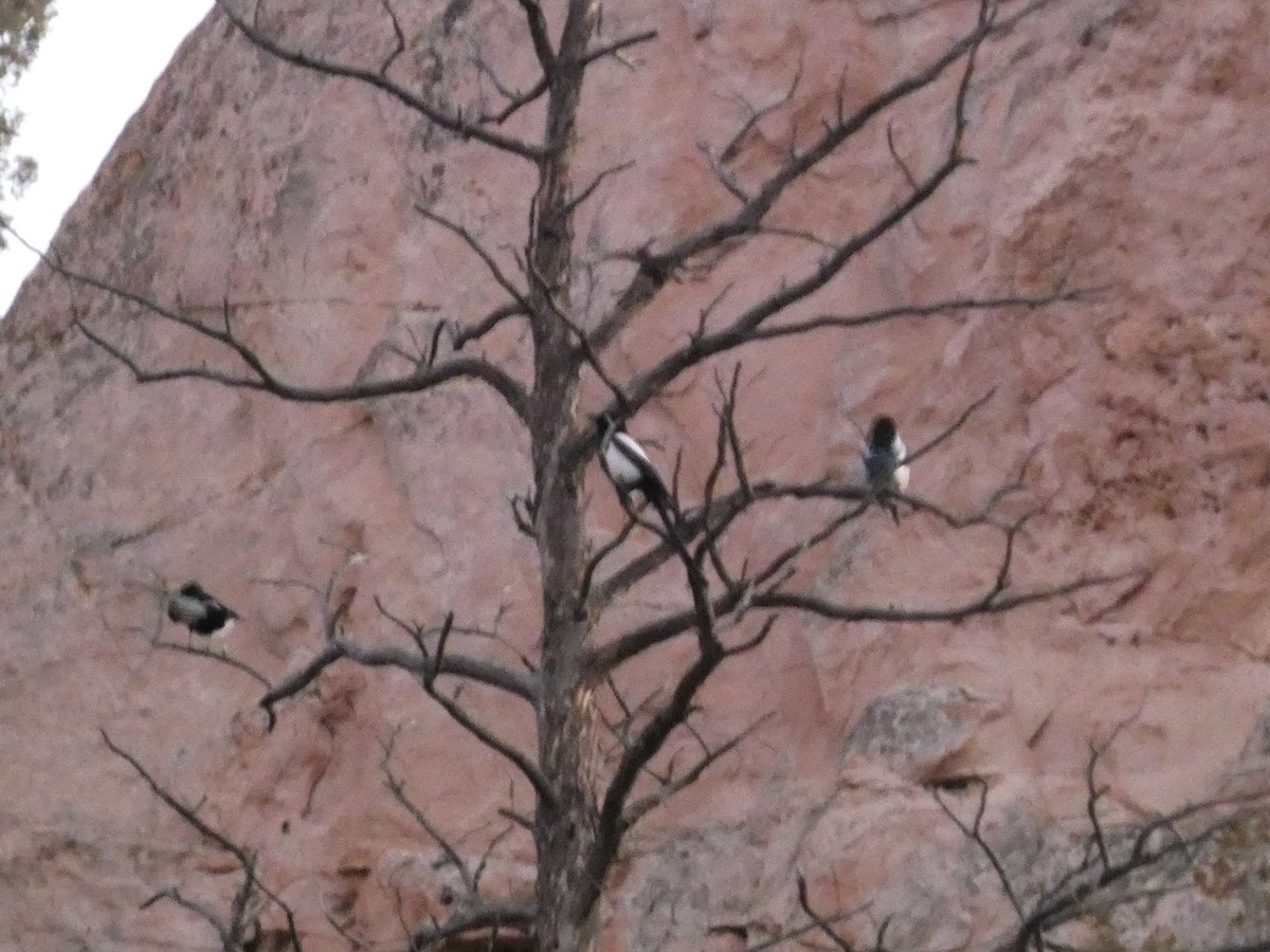 Black-billed Magpie - ML626832147