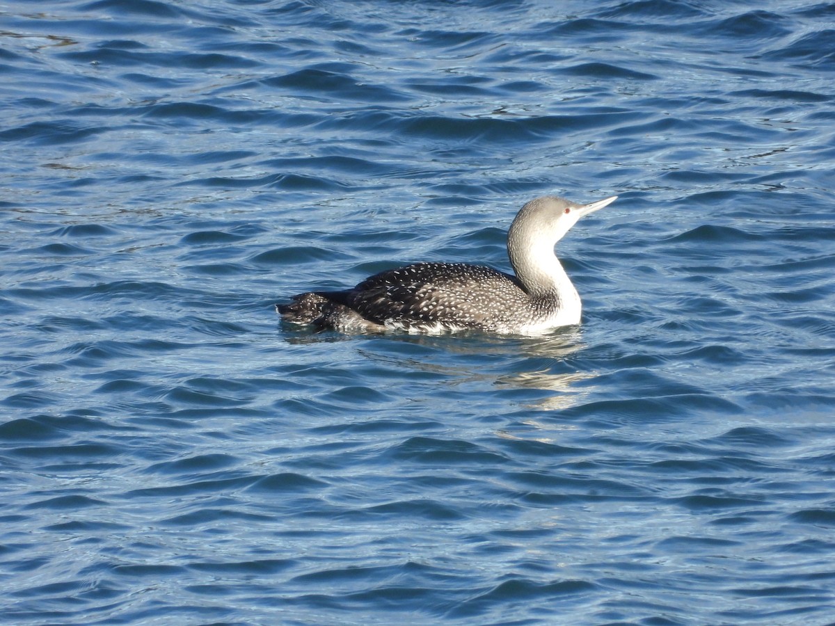 Red-throated Loon - ML626832159