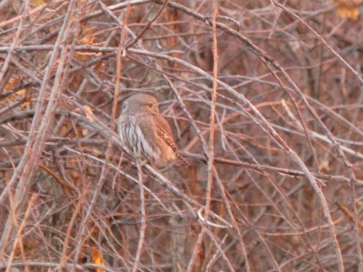 Northern Pygmy-Owl - ML626832168