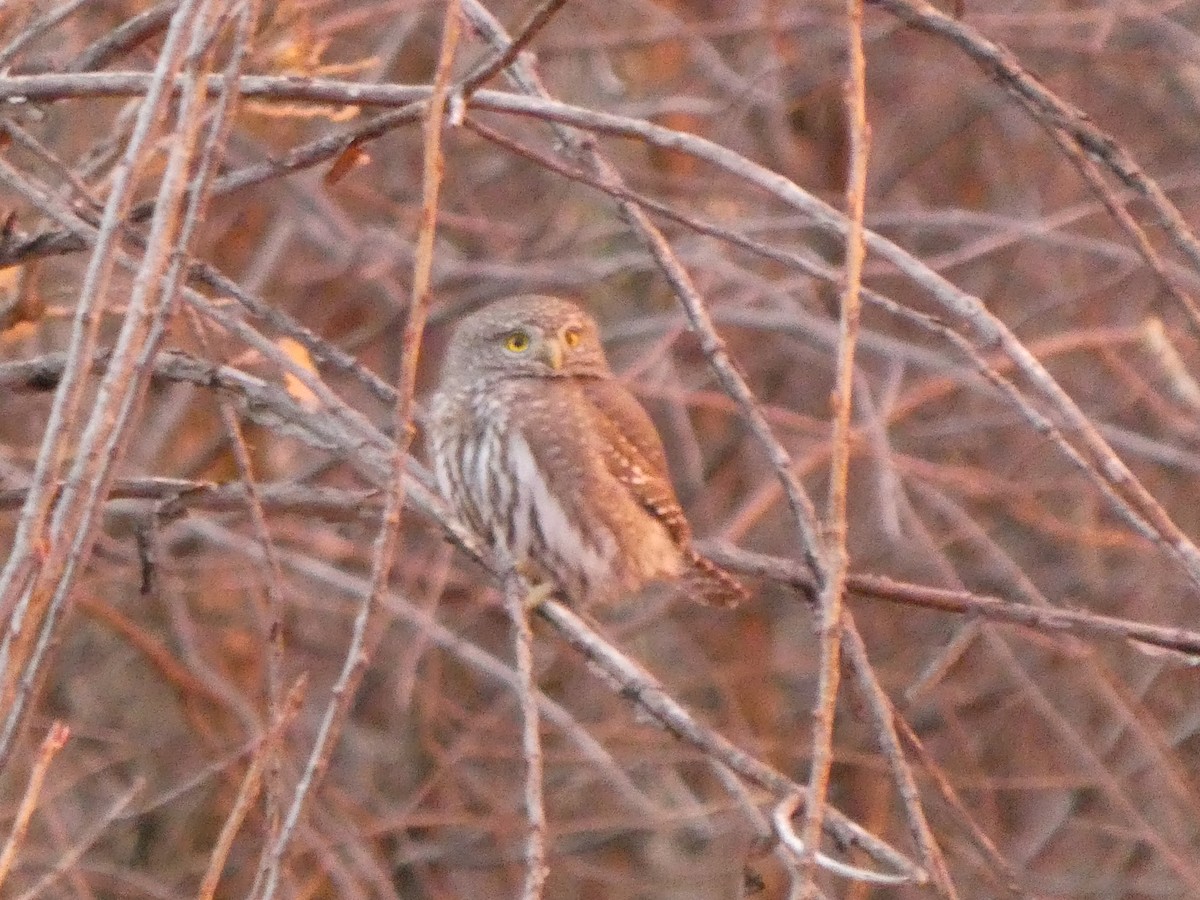 Northern Pygmy-Owl - ML626832169
