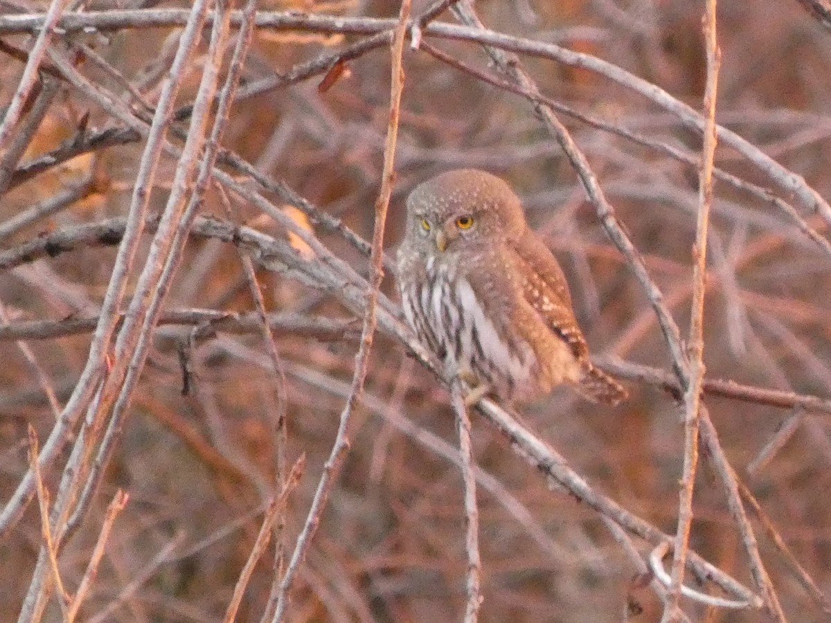 Northern Pygmy-Owl - ML626832170