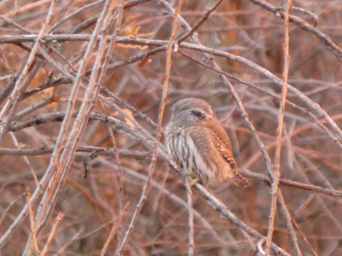 Northern Pygmy-Owl - ML626832171