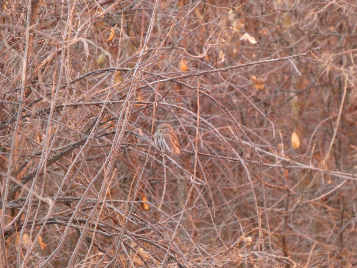 Northern Pygmy-Owl - ML626832173