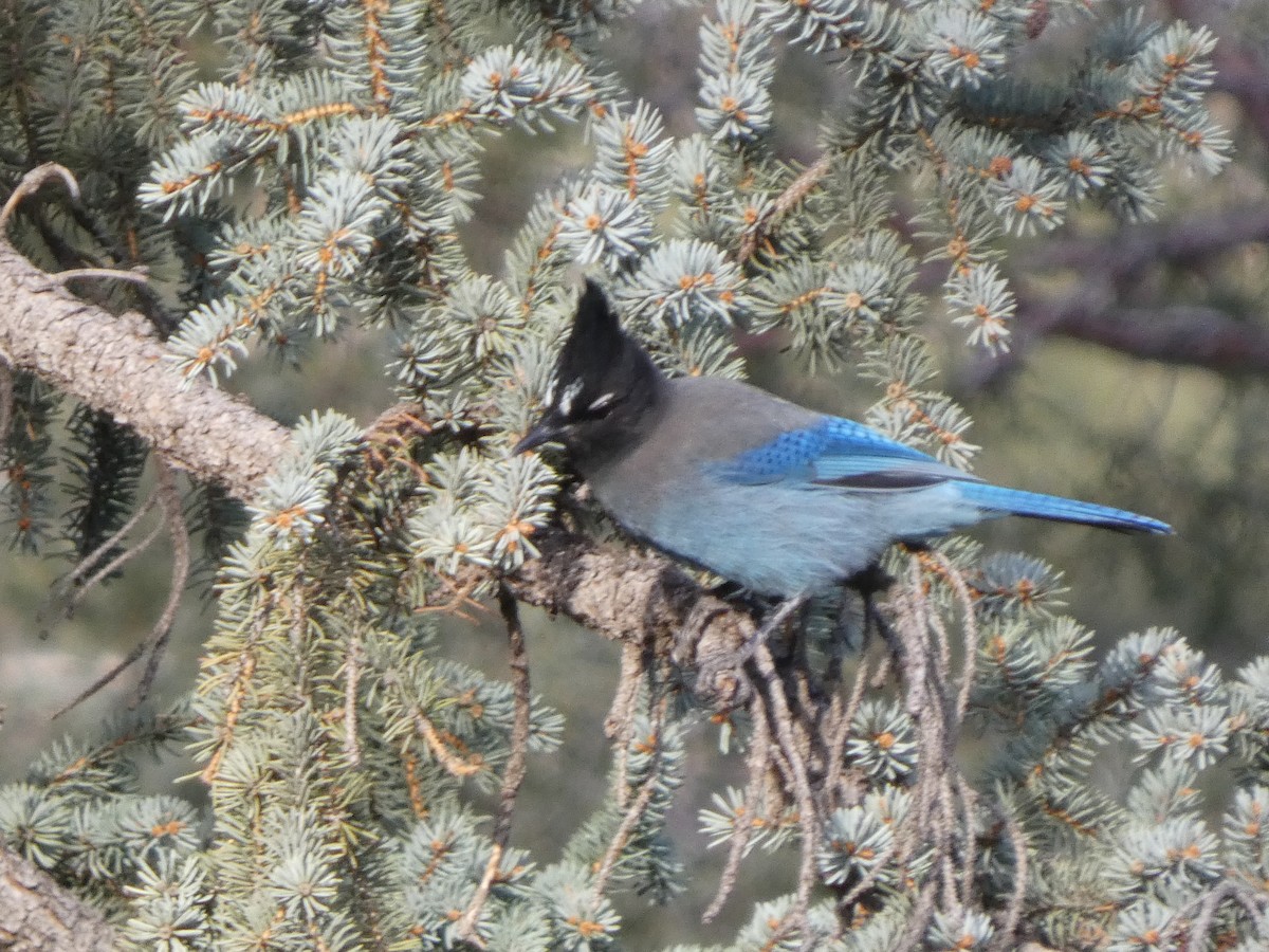 Steller's Jay - ML626832256