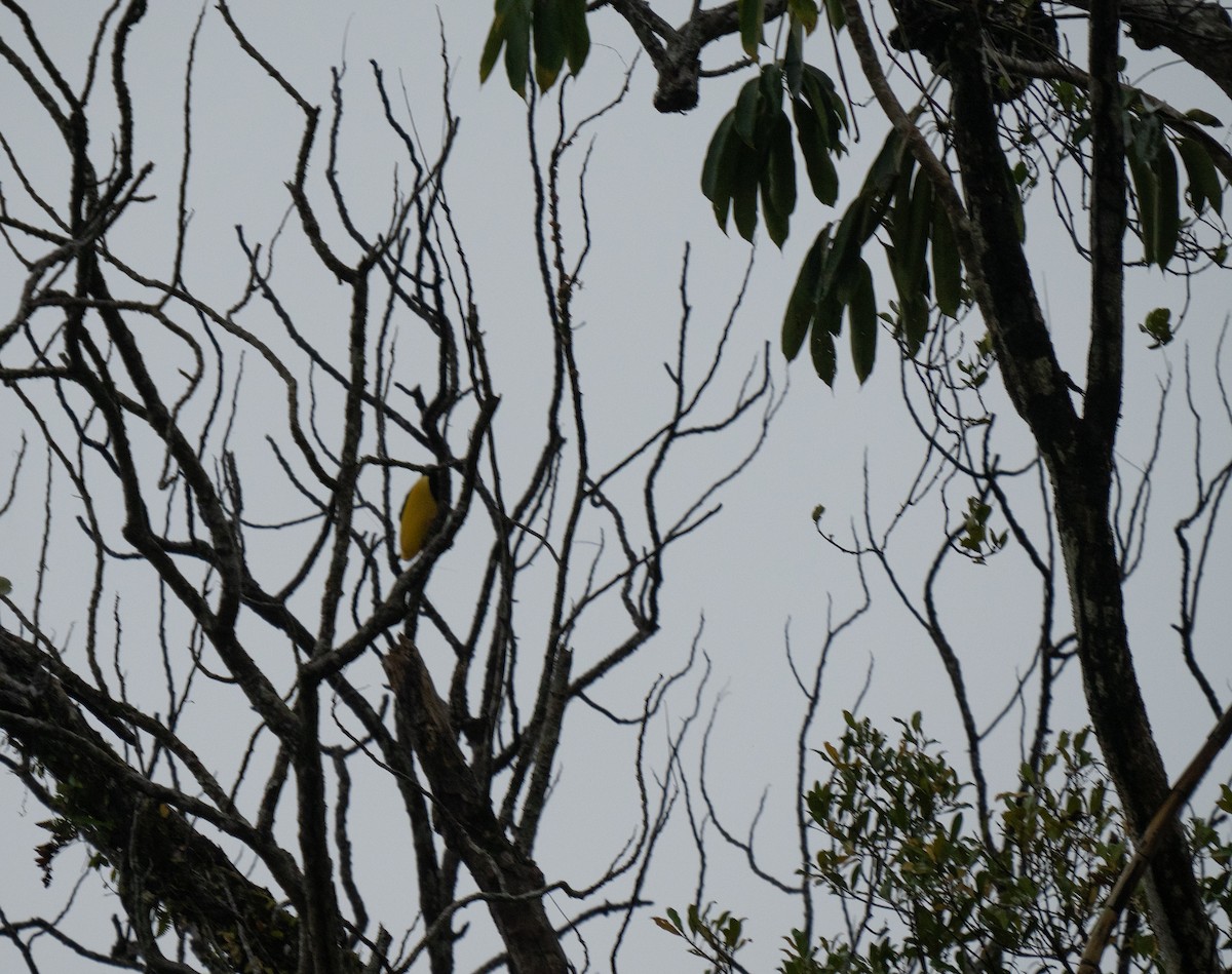 Twelve-wired Bird-of-Paradise - ML626832284