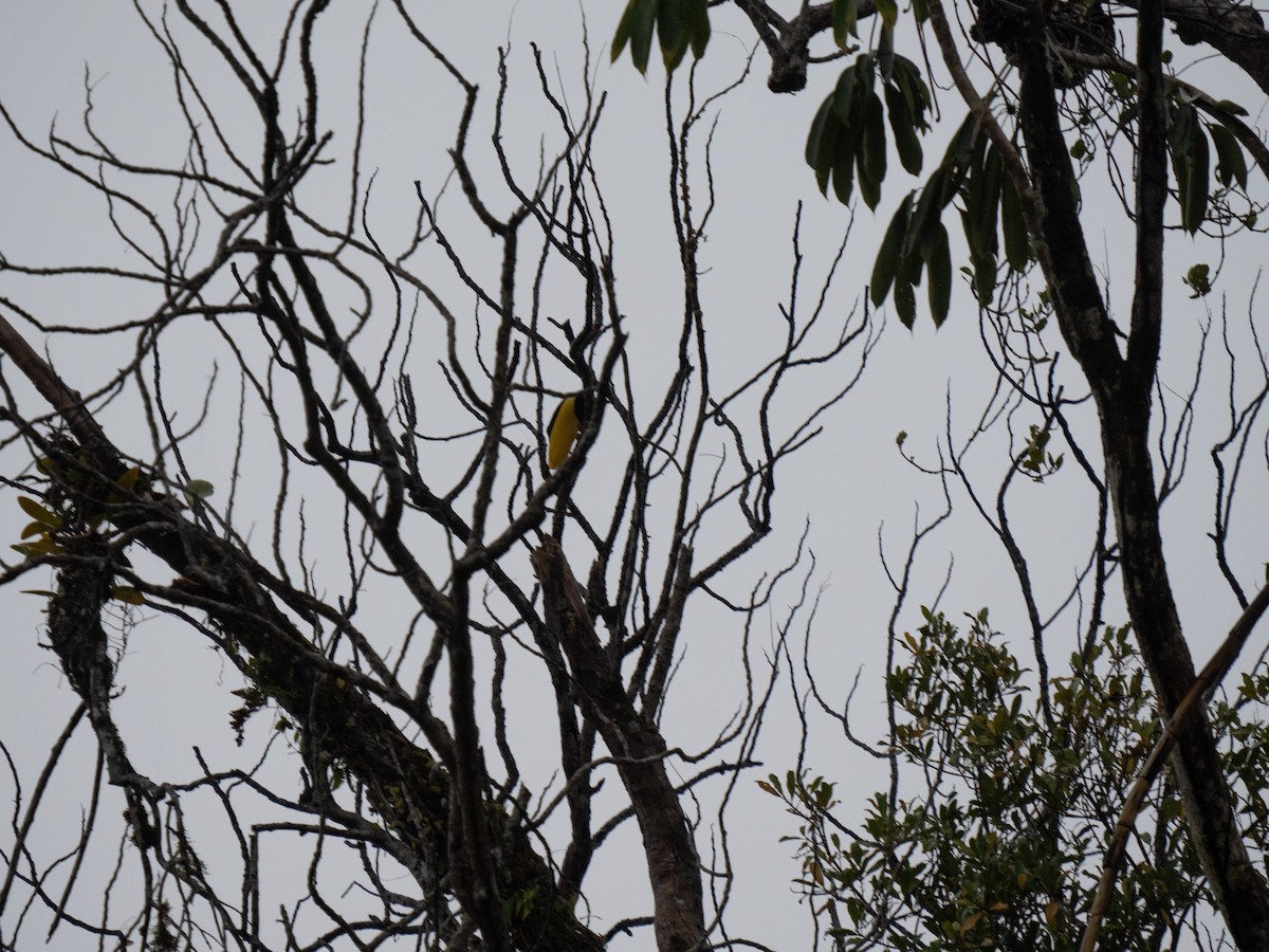 Twelve-wired Bird-of-Paradise - ML626832285