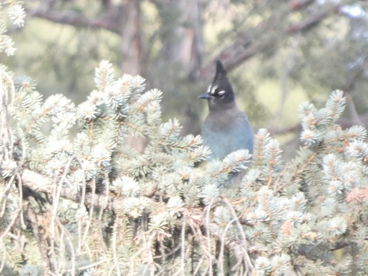 Steller's Jay - ML626832319