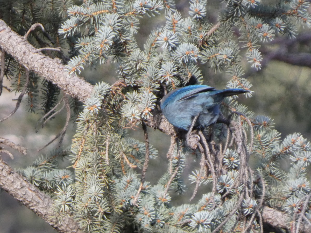 Steller's Jay - ML626832331