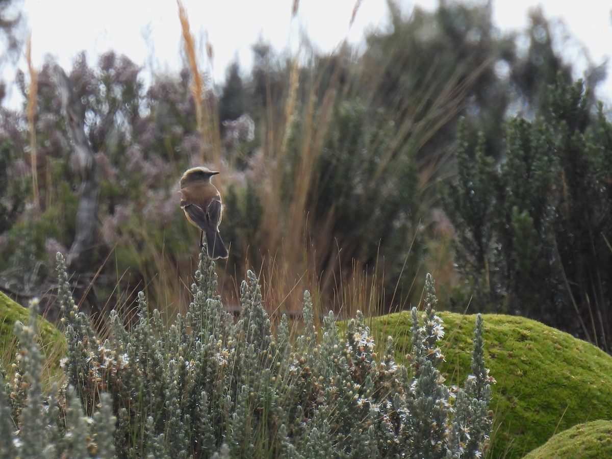 Brown-backed Chat-Tyrant - ML626832364