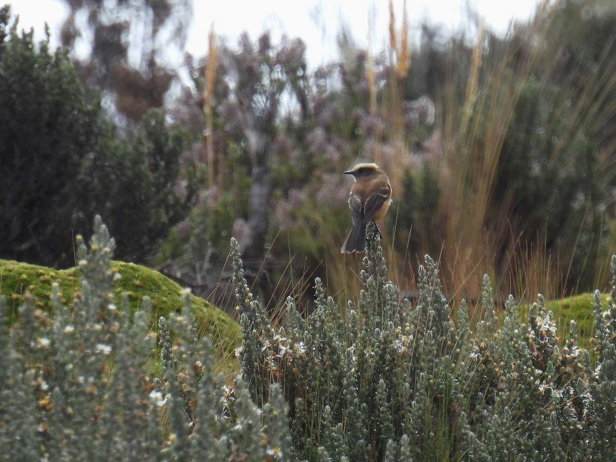 Brown-backed Chat-Tyrant - ML626832366