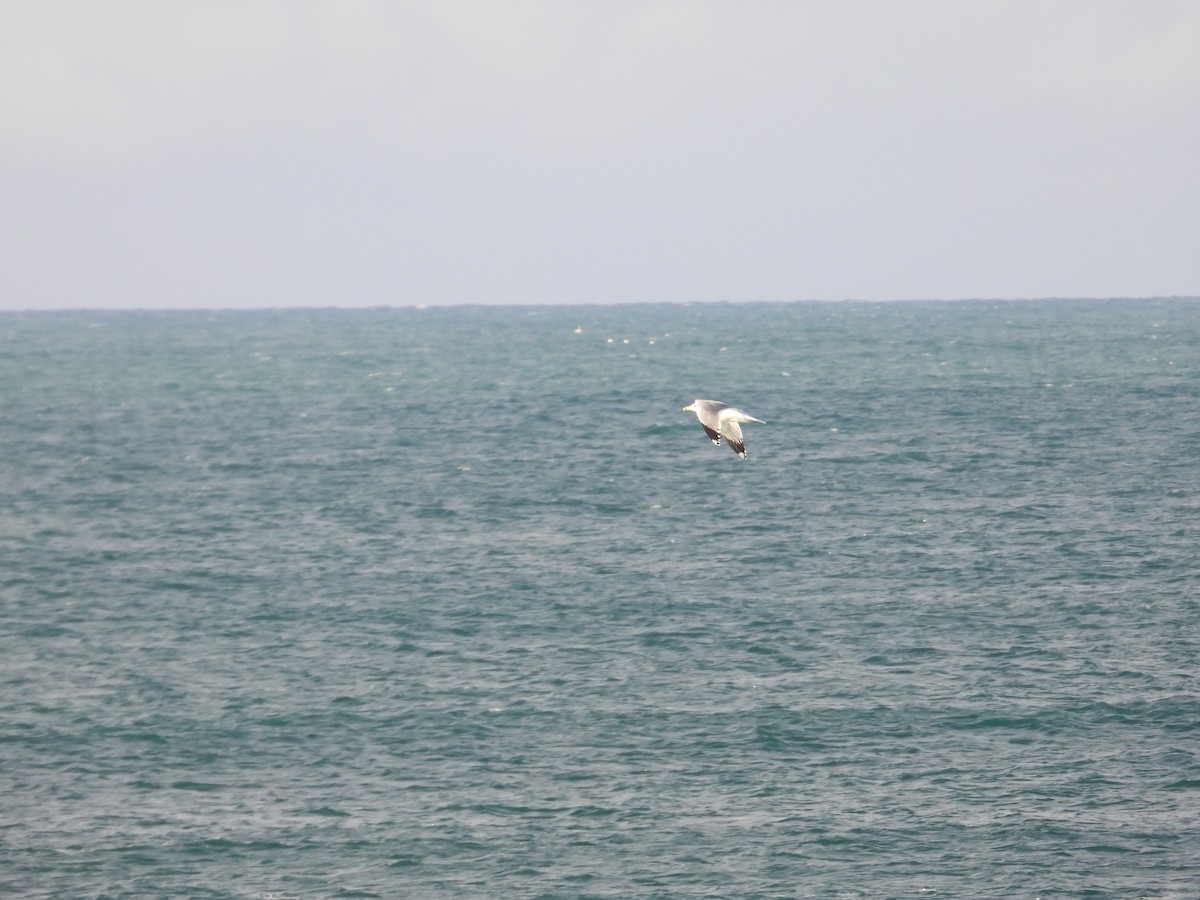 Ring-billed Gull - ML626832446