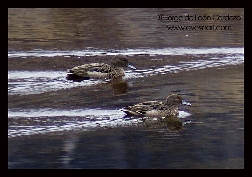 Andean Teal (Andean) - ML626832533