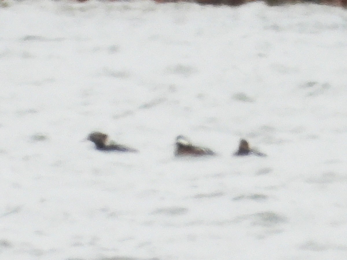 Hooded Merganser - ML626832568