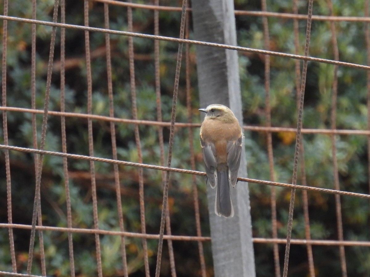 Brown-backed Chat-Tyrant - ML626832577