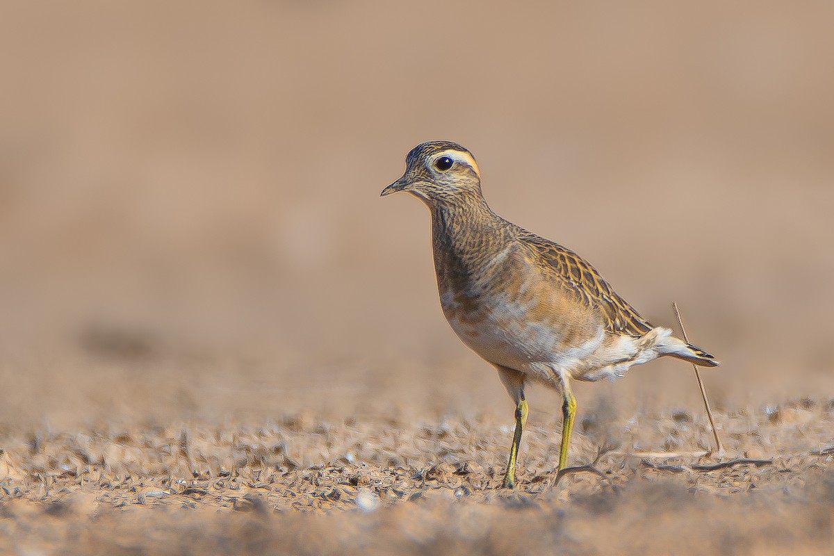 Eurasian Dotterel - ML626832712