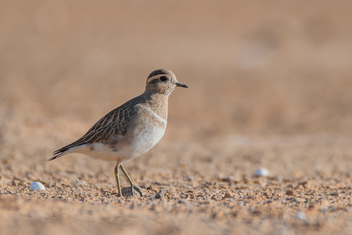 Eurasian Dotterel - ML626832713