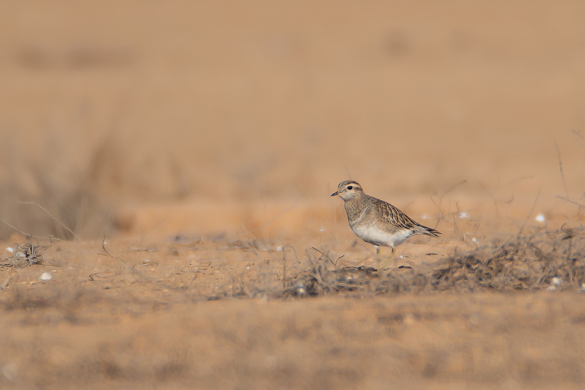 Eurasian Dotterel - ML626832714