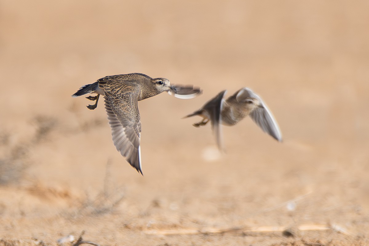 Eurasian Dotterel - ML626832715