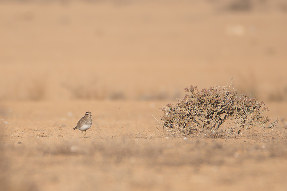 Eurasian Dotterel - ML626832716