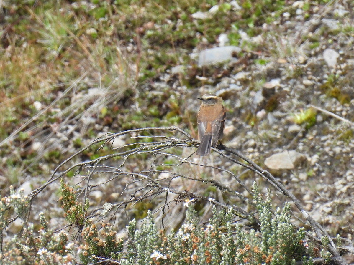 Brown-backed Chat-Tyrant - ML626832826