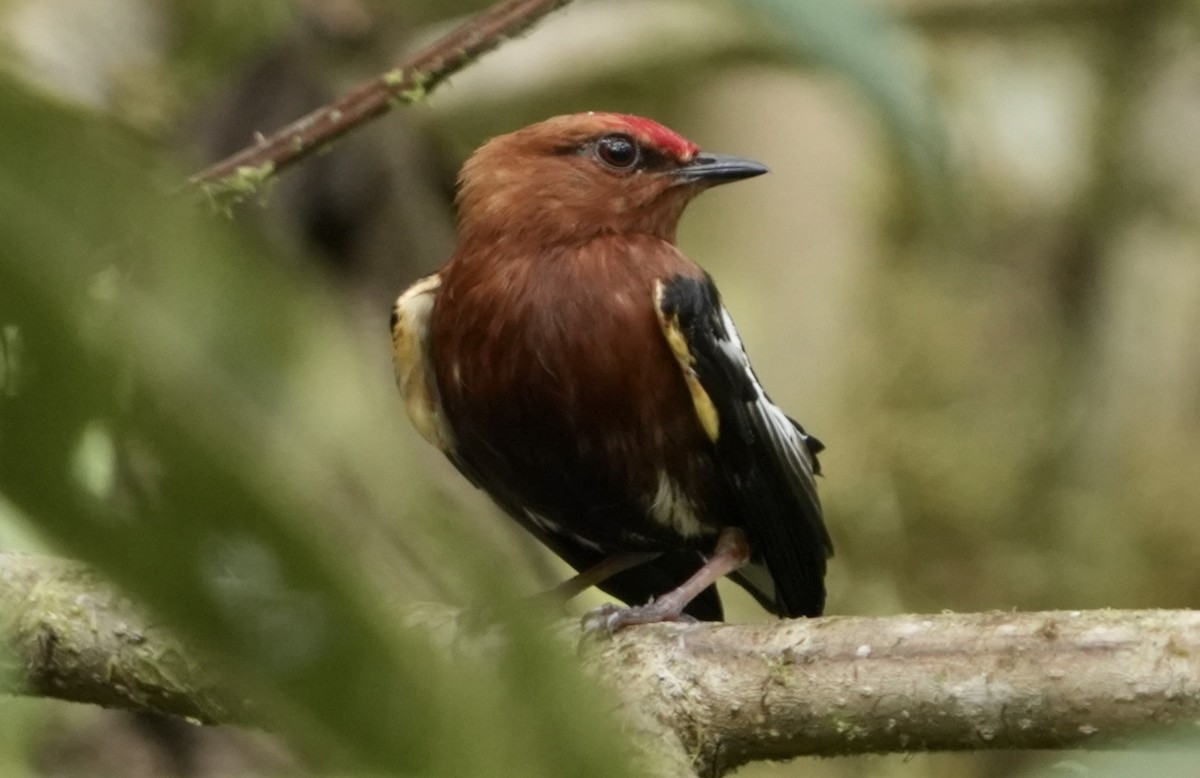 Club-winged Manakin - ML626832849
