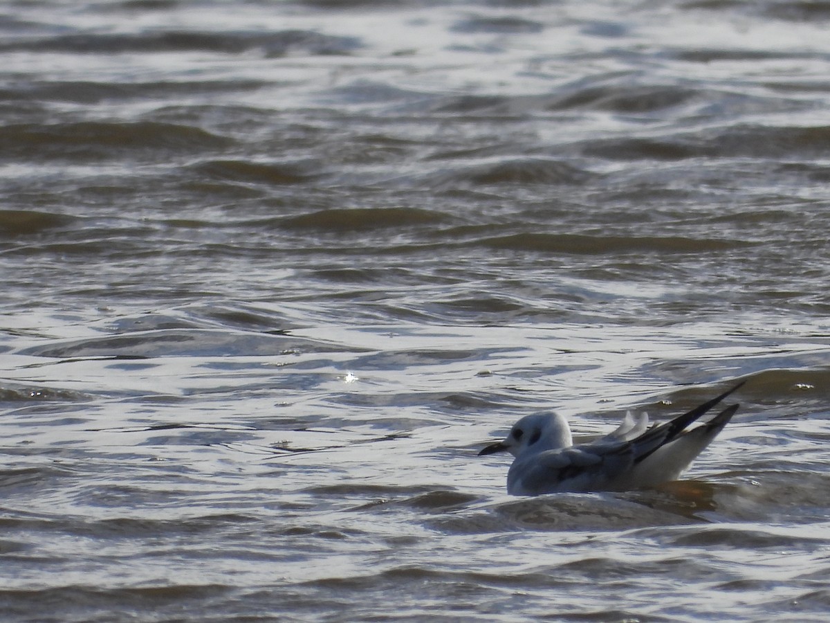 Mouette de Bonaparte - ML626832890