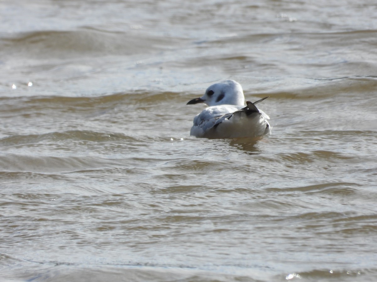 Mouette de Bonaparte - ML626832924