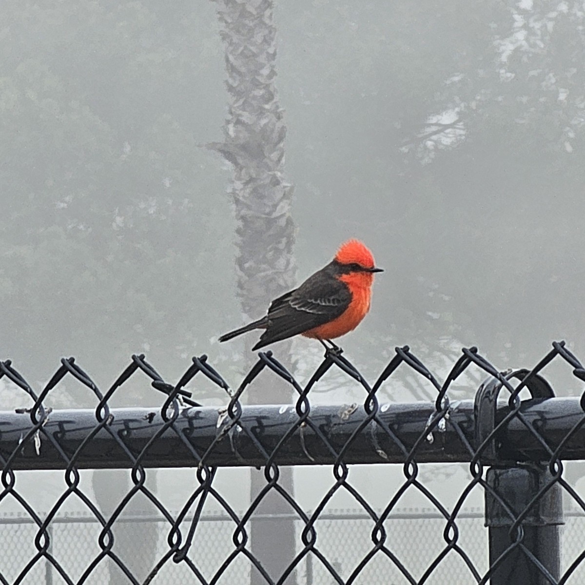 Vermilion Flycatcher - ML626833024