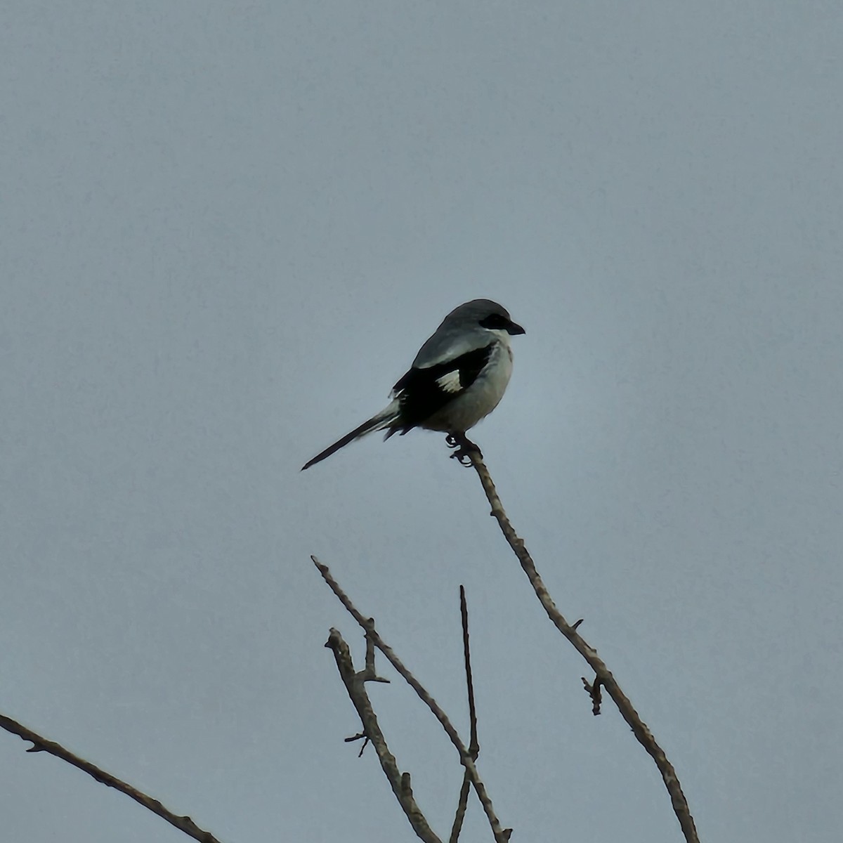 Loggerhead Shrike - ML626833047