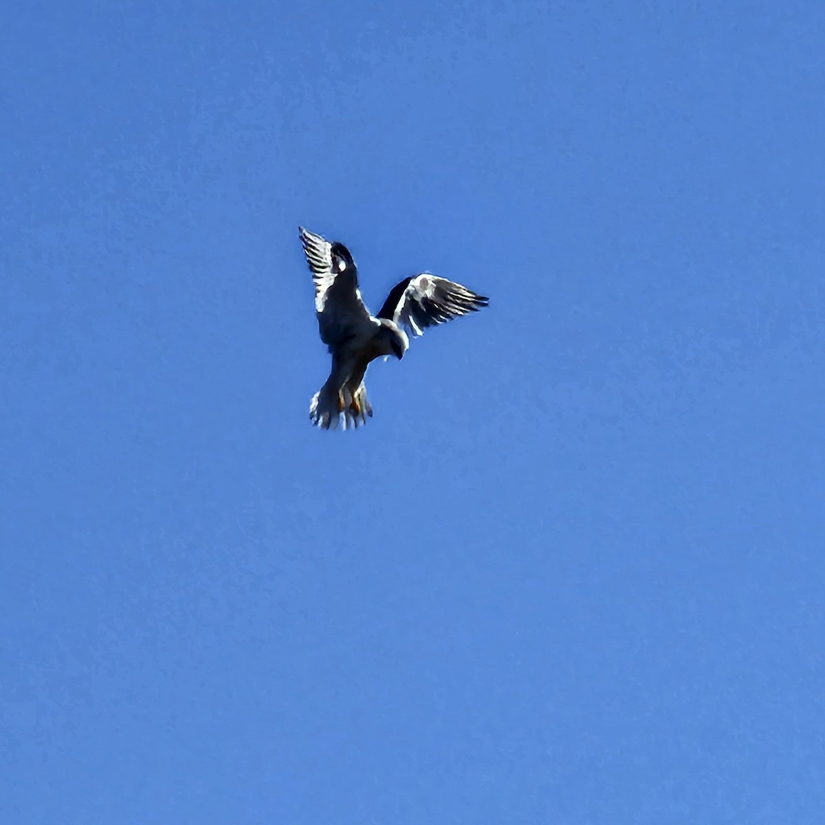 White-tailed Kite - ML626833067