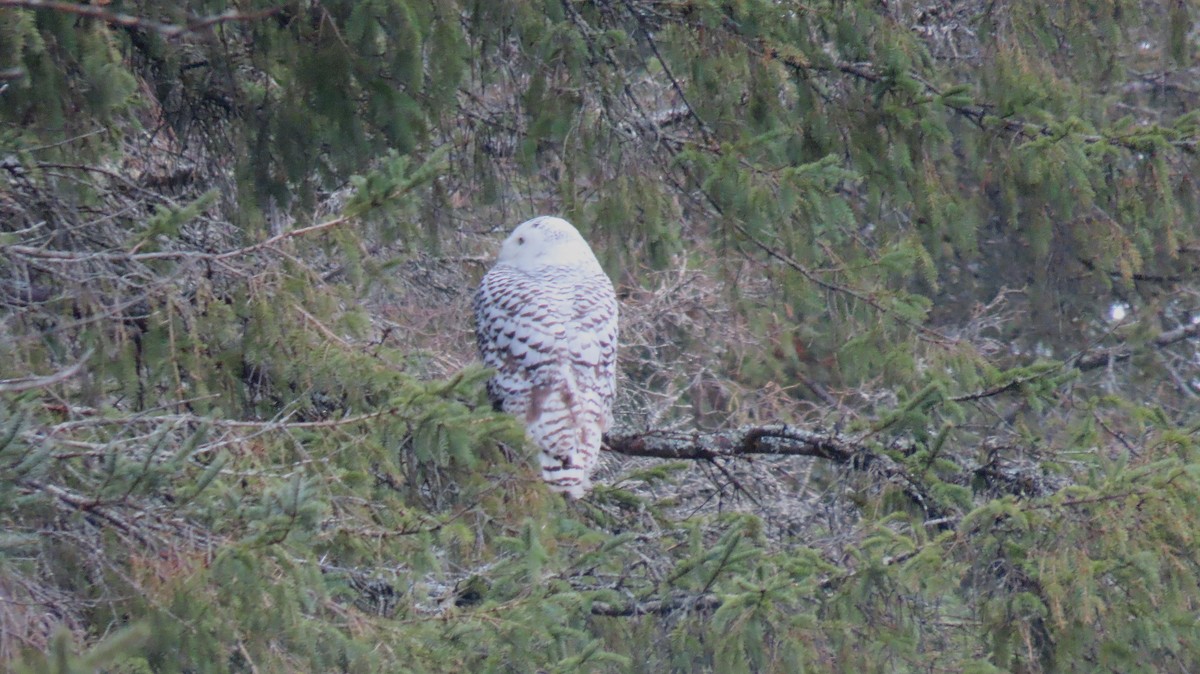 Snowy Owl - ML626833110