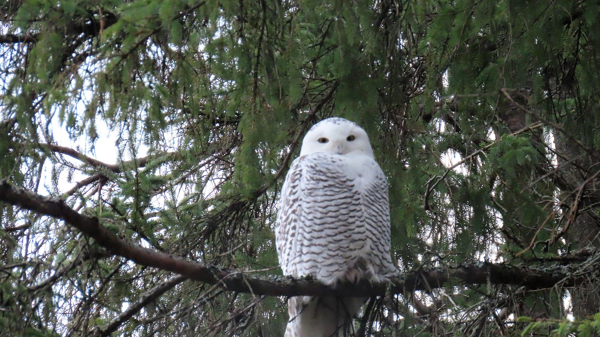 Snowy Owl - ML626833115