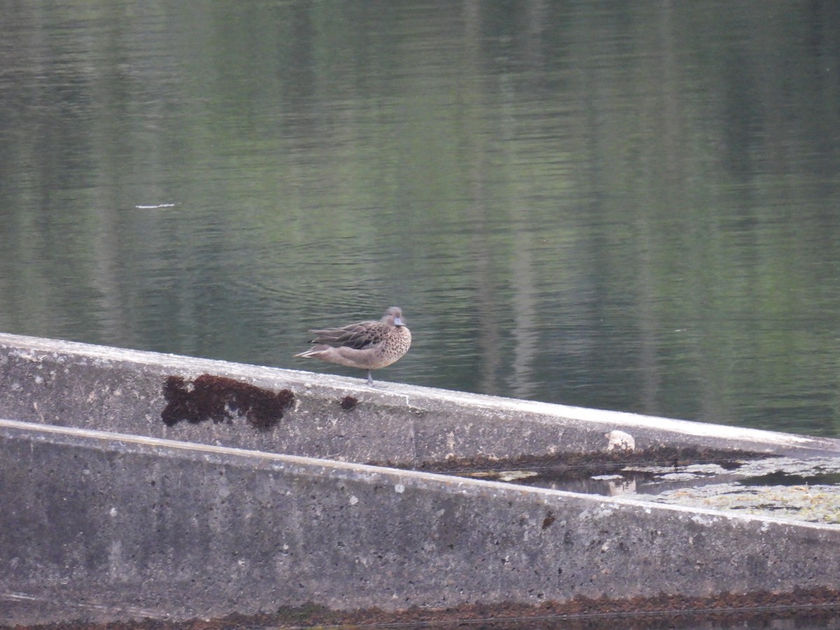 Andean Teal - ML626833136