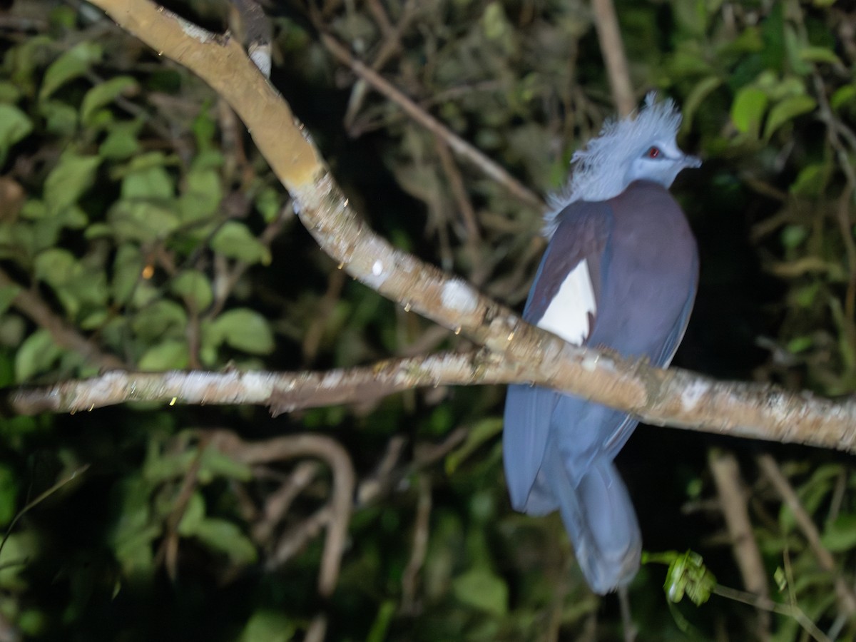 Sclater's Crowned-Pigeon - ML626833140