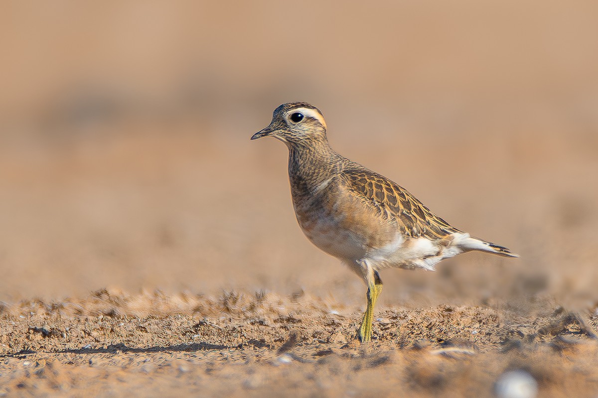 Eurasian Dotterel - ML626833147