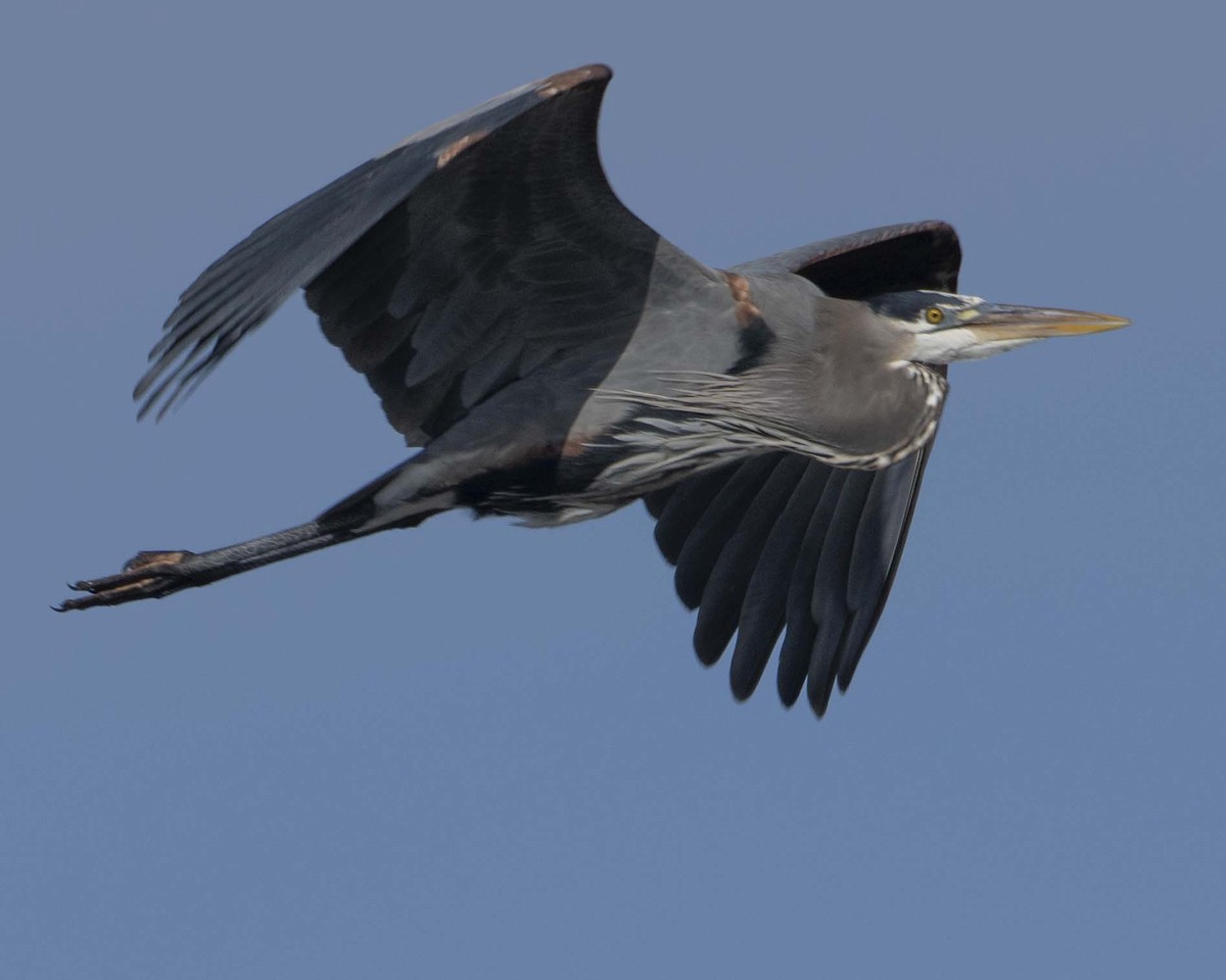 Great Blue Heron - ML626833306