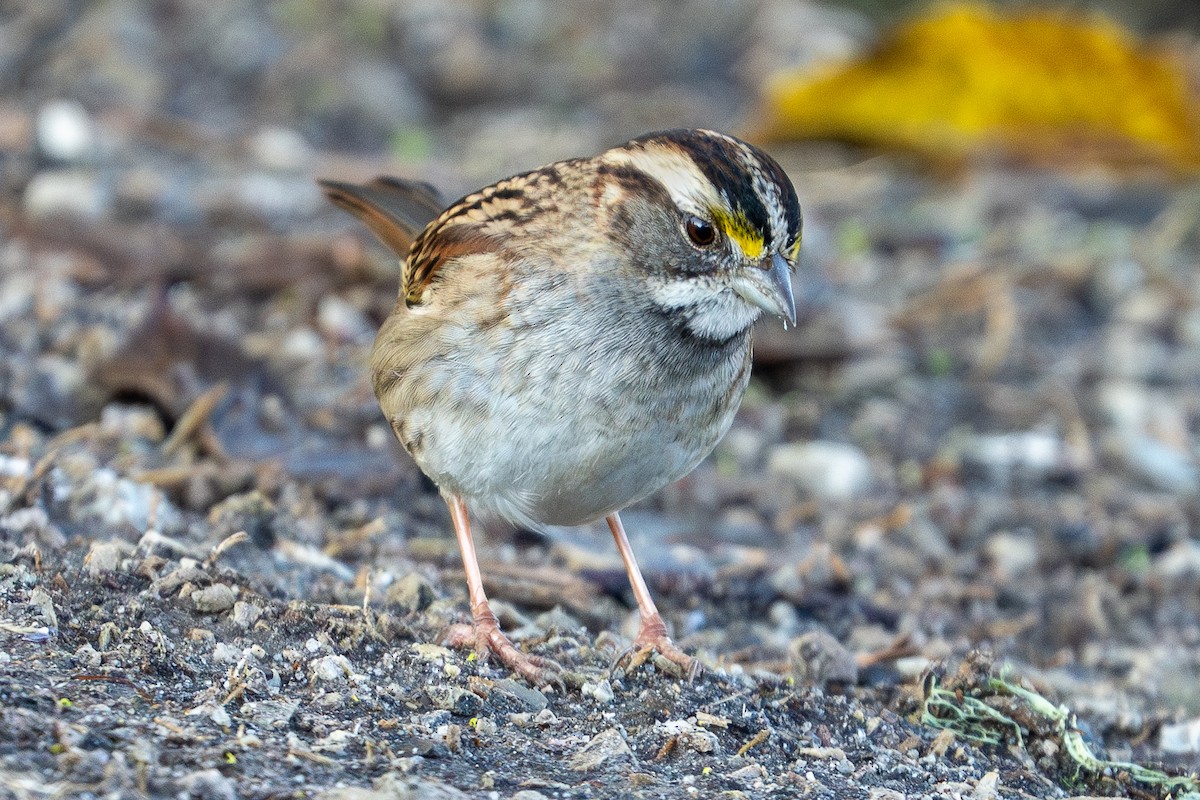 White-throated Sparrow - ML626833316