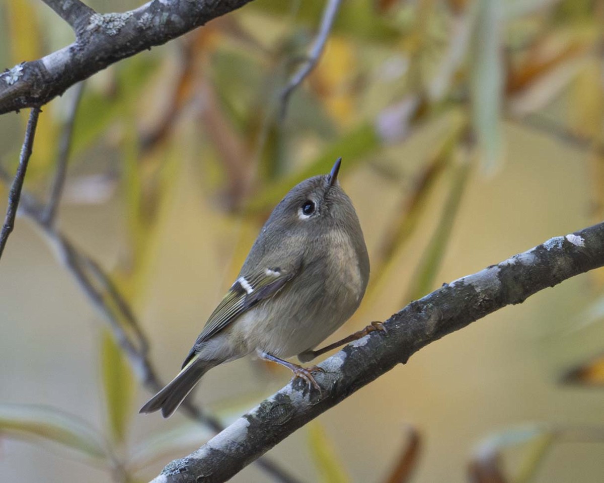 Ruby-crowned Kinglet - ML626833338