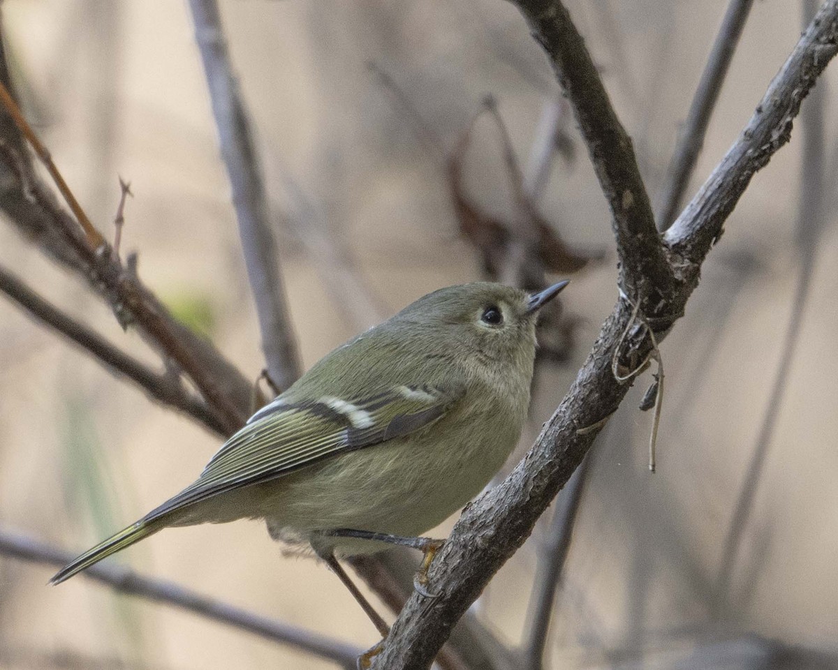 Ruby-crowned Kinglet - ML626833339