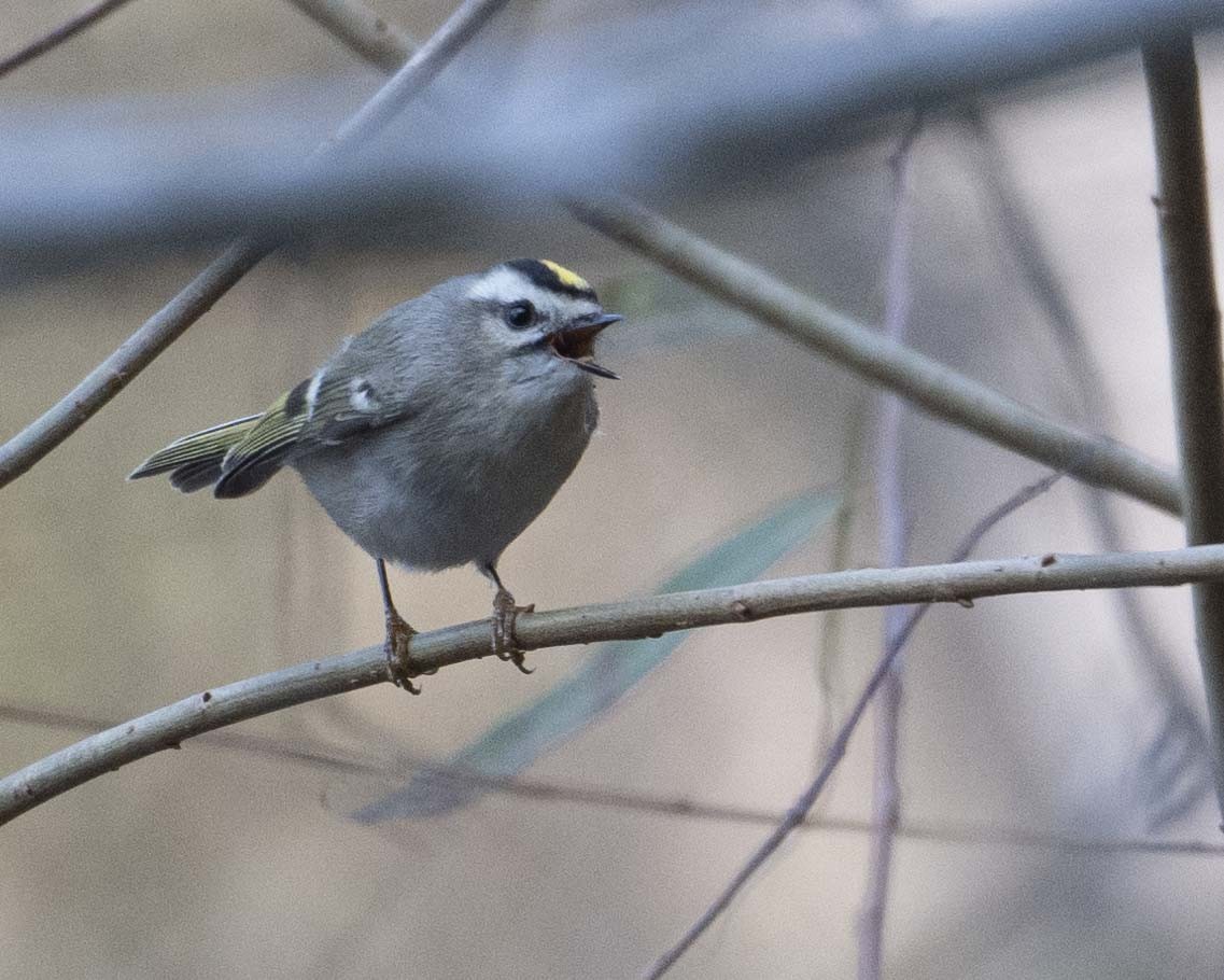 Golden-crowned Kinglet - ML626833349