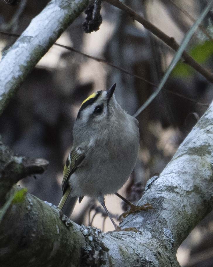 Golden-crowned Kinglet - ML626833351